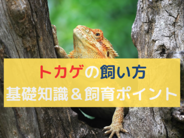 【トカゲの飼い方】初心者でもわかる基礎知識＆飼育ポイント