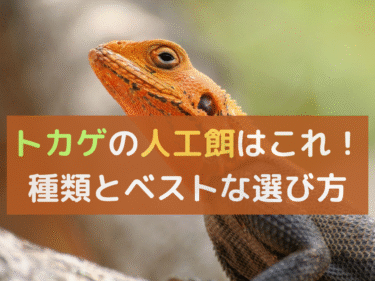 トカゲの人工餌はこれ！種類とベストな選び方を徹底解説