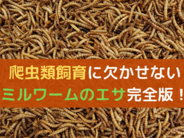 ミルワームのエサ完全版！爬虫類飼育に欠かせない栄養管理とは？