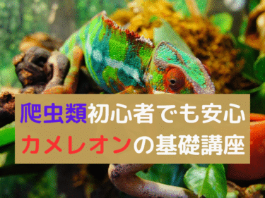 【爬虫類】初心者でも安心飼育！カメレオンの基礎講座