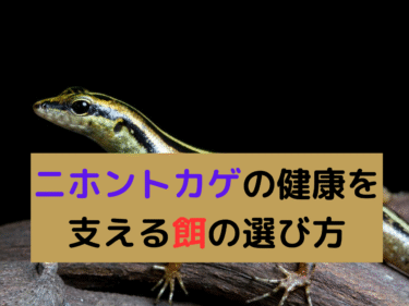 ニホントカゲの餌と与え方！自然に近い食事で健康に育てる方法