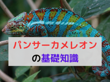 はじめてのパンサーカメレオン飼育！安心して始めるための基礎知識