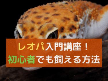 【レオパ】入門講座！爬虫類初心者でも安心して始められる飼育法