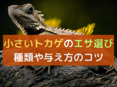 小さいトカゲのエサ選び！種類や与え方のコツとは？