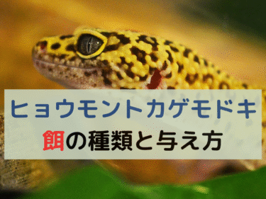 ヒョウモントカゲモドキを迎えた方に知ってほしい！餌の種類と正しい与え方