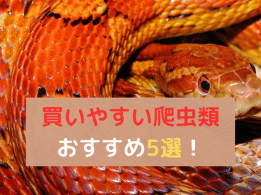 買いやすい爬虫類おすすめ5選！初心者向け飼育方法とは？