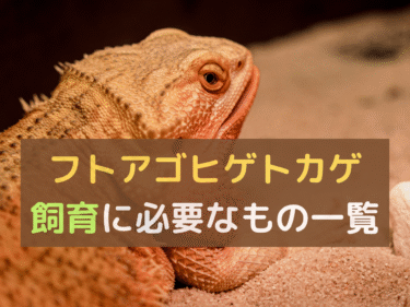 【まとめ】フトアゴヒゲトカゲ飼育に必要なもの一覧