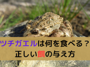 ツチガエルは何を食べる？正しい餌の与え方とタイミング