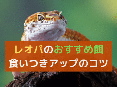 レオパのおすすめ餌とは？食いつきをアップさせるコツを解説