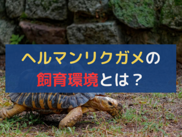 ヘルマンリクガメの飼育環境とは？快適に過ごせるポイント