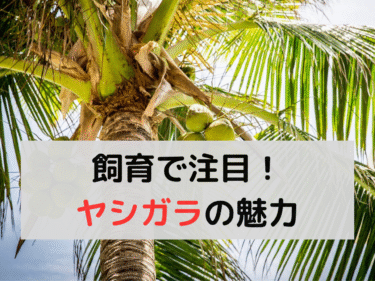 ヤシガラとは？爬虫類飼育で注目される床材の魅力と使い方