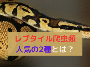 レプタイル爬虫類飼育入門！初心者に人気の2種とは？