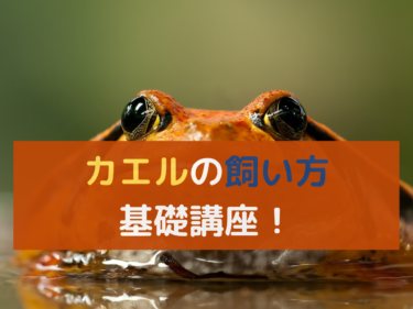 カエルの飼い方基礎講座！初心者におすすめの種類とは？