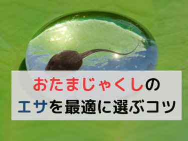 【おたまじゃくしのエサ】プロが教える最適な選び方＆与え方！