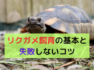 リクガメ飼育完全版！初心者向け基本と失敗しないコツ