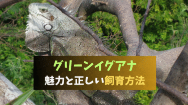 グリーン【O-1130】ブラックリザード 飼育ケージ 爬虫類 イグアナ グリーン【O-1130】ブラックリザード 飼育ケージ 爬虫類