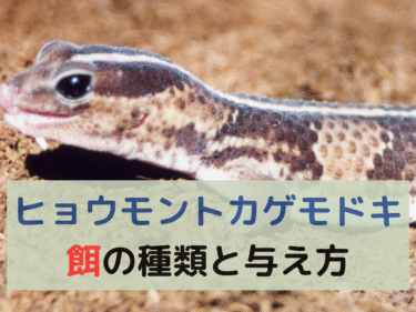ニシアフリカトカゲモドキのエサ選びと与え方を解説