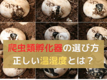 爬虫類孵化器の選び方と管理法！正しい温湿度コントロールとは？