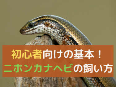 二ホンカナヘビの飼い方とは？初心者向けの基本と成功のコツを解説