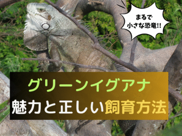 小さな恐竜みたい！グリーンイグアナの魅力と正しい飼育方法