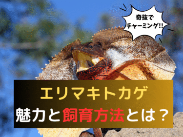 奇抜でチャーミング！エリマキトカゲの魅力と飼育方法とは？