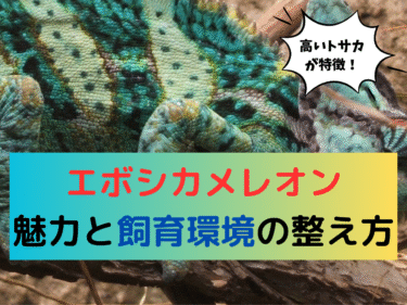 高いトサカが特徴！エボシカメレオンの魅力と飼育環境の整え方