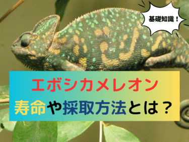 エボシカメレオンの基礎知識！寿命・採取・生息地・長生きさせるコツとは？