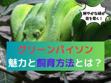 鮮やかな緑が目を惹く！グリーンパイソンの正しい飼い方とは？