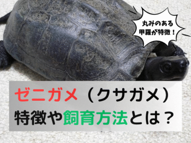 丸みのある甲羅が特徴！ゼニガメ（クサガメ）の飼育方法とは？