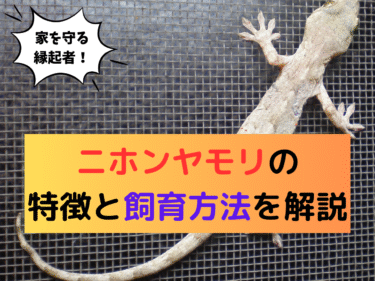 家を守る縁起者！ニホンヤモリの特徴と飼育方法を解説