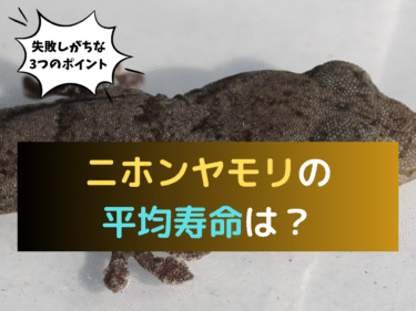 ニホンヤモリの平均寿命は？失敗しがちな3つのポイント