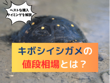 キボシイシガメの値段相場とベストな購入タイミングは？
