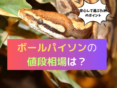 ボールパイソンの値段相場は？安心して選ぶためのポイント