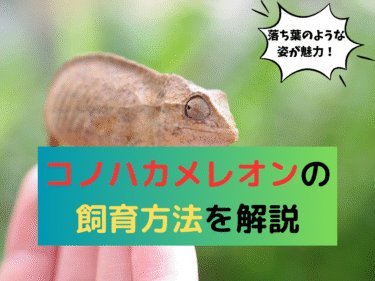 落ち葉のような姿が魅力！コノハカメレオンの飼育方法を解説