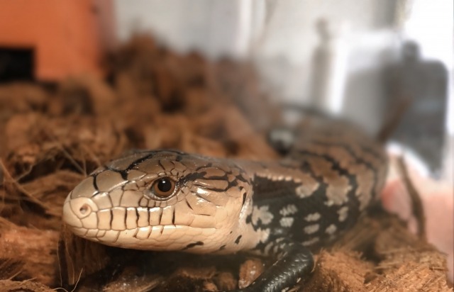 蚊取り線香は爬虫類にとってリスク？知られざる危険と正しい虫対策