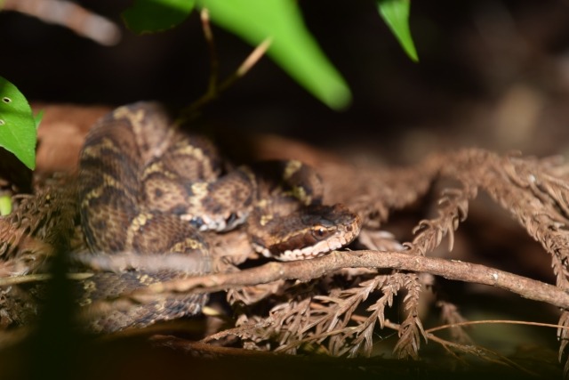 画像に alt 属性が指定されていません。ファイル名: image-3.jpeg